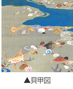 貝甲図商品一覧へ