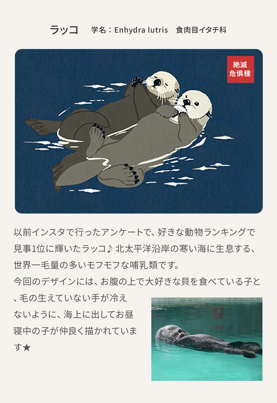 ラッコの画像と説明文