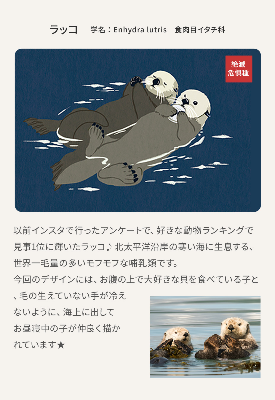 ラッコの画像と説明文