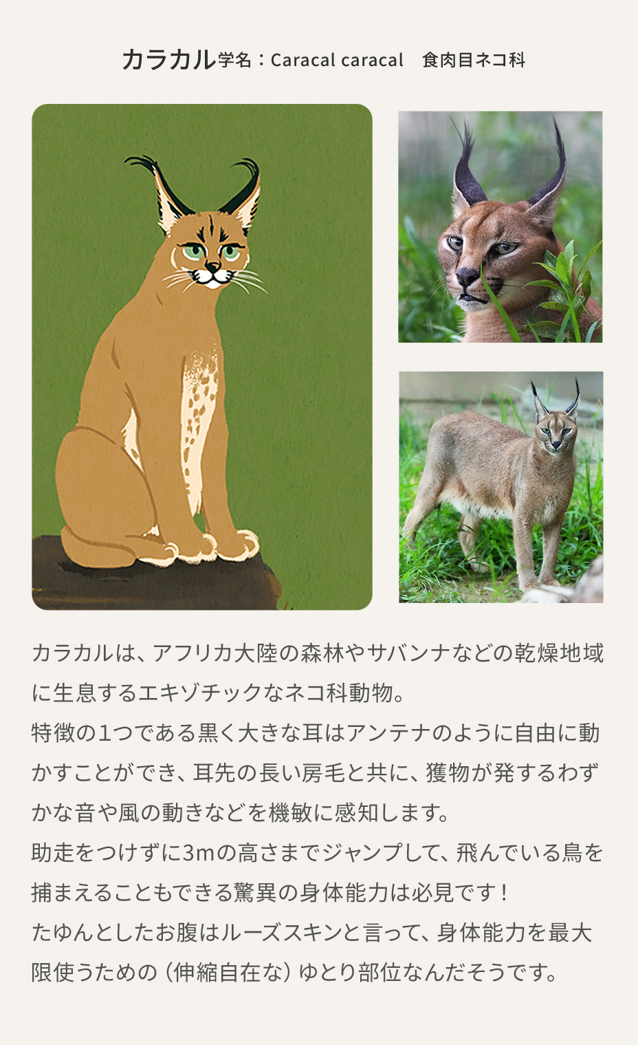 カラカルの画像と説明文