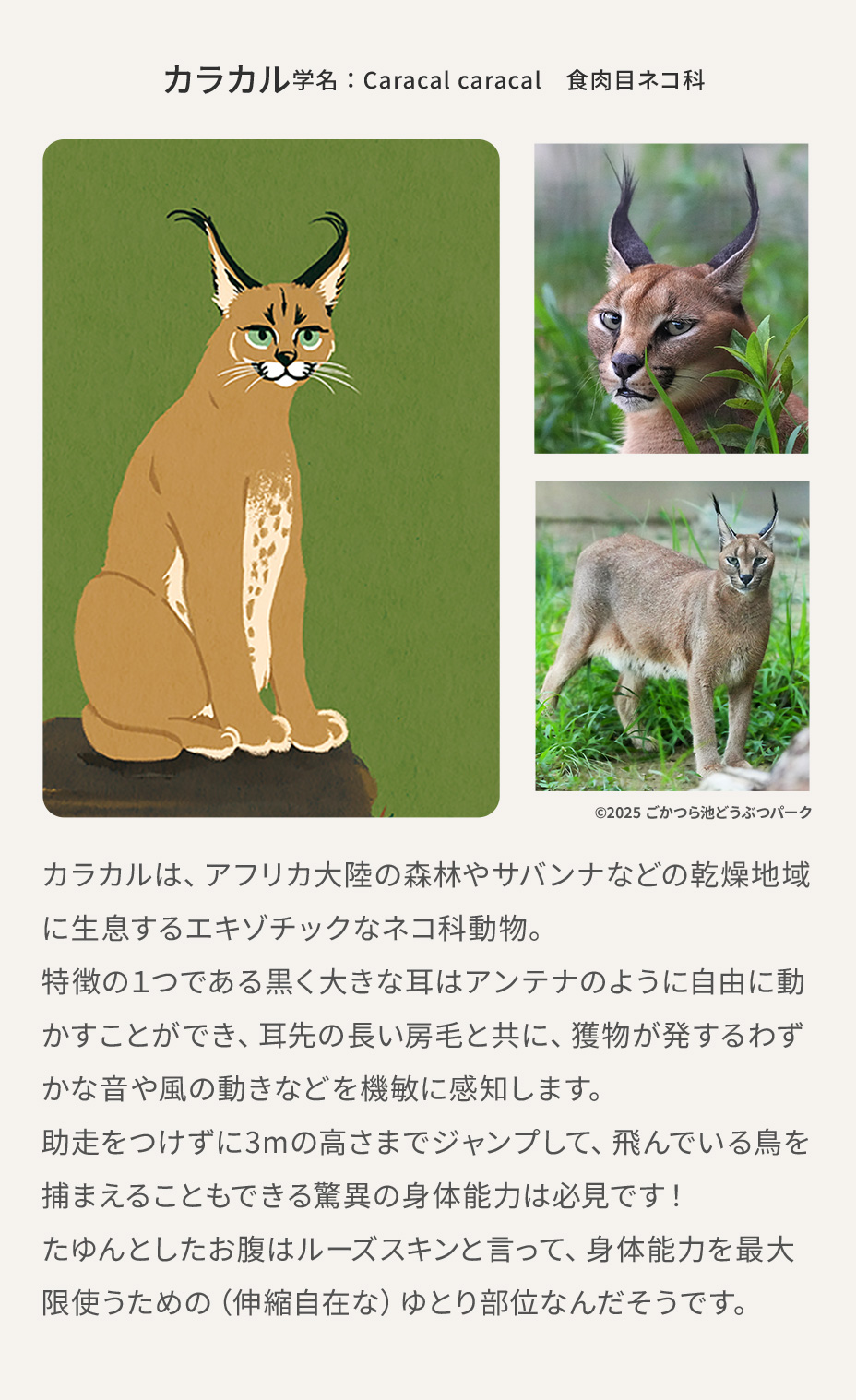 カラカルの画像と説明文