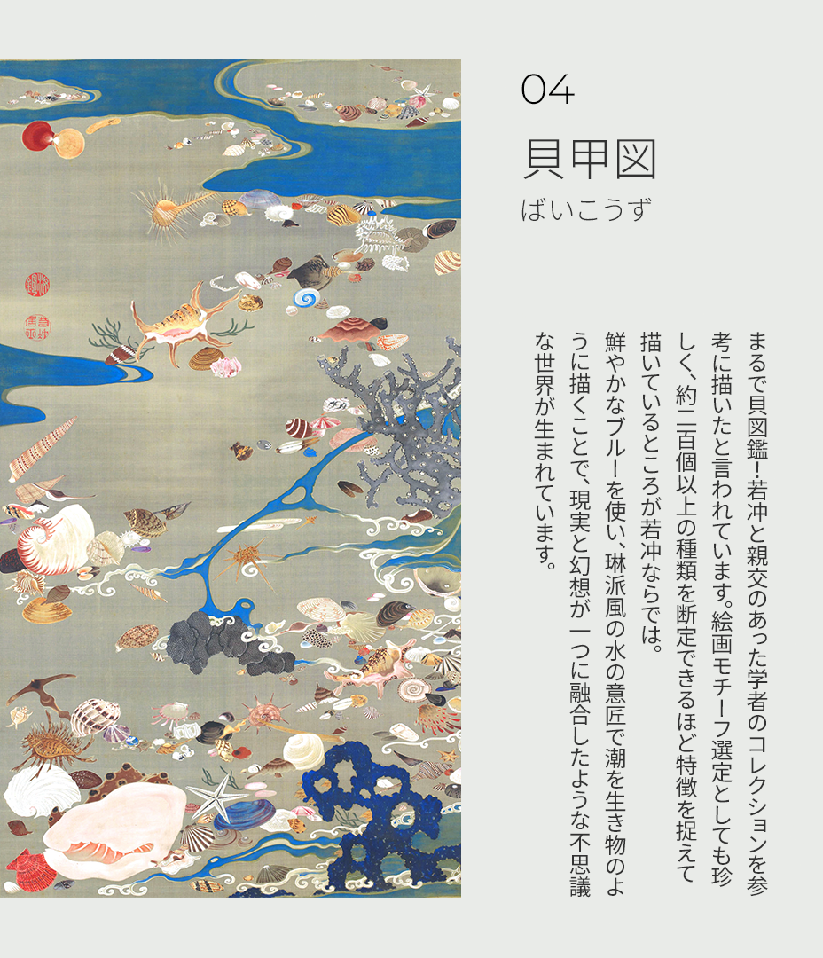 貝甲図 ご紹介について